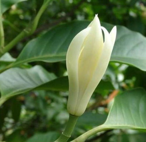 白兰花象征着纯洁与生命之美，寓意着生命旅程的纯净与美好