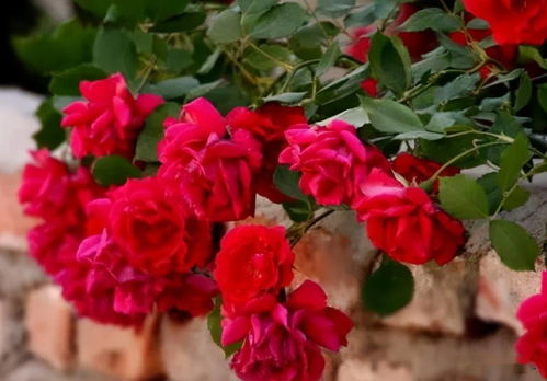 月季花，寒冷天也嫩绽放美丽