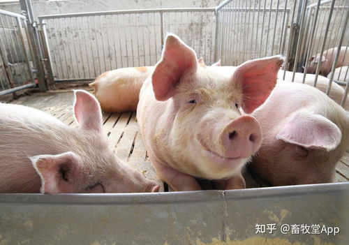 如何通过临床症状判断生猪是否患得支原体肺炎