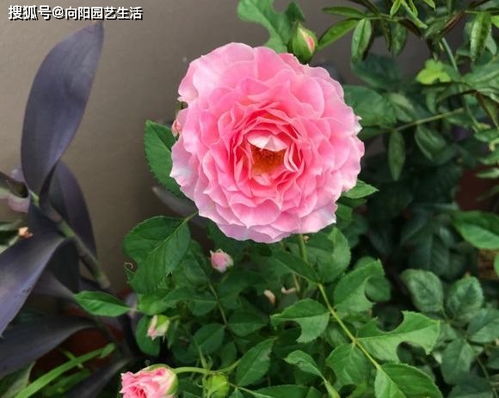 夏日月季修剪后的秘密护理大揭秘