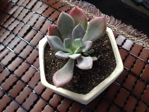 多肉植物花种子如何种植？需要哪些步骤