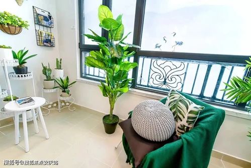 阳台养花毛茛，三步打造爆品花境！