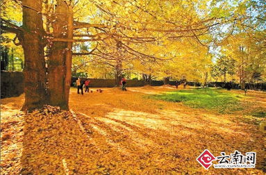 各地银杏观赏推荐