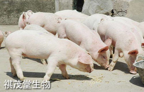 2026年生猪价格涨跌对养猪业有何影响，生猪每斤赚多少钱？