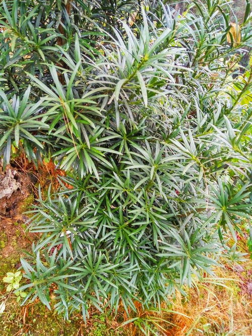 苗木假活现象解析