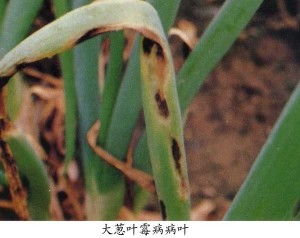 大葱叶子发黄虫子的烦恼