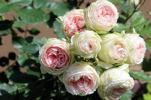 月季牙签苗到手后的处理