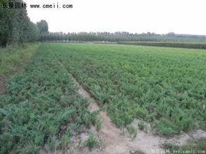 地柏春季浇水的秘密大揭秘！