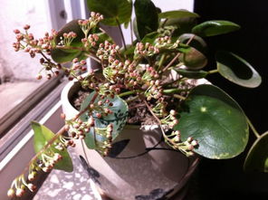 相似花种大揭秘：这些花和玉树长得超级像