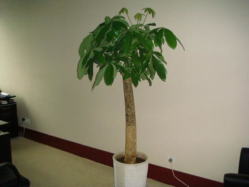 砍头大揭秘：为何发财树要剪掉头顶？