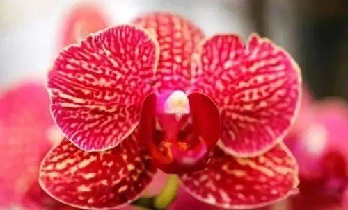 蝴蝶兰，花中精灵