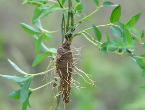 我在云南参与过竹米采集项目， 发现真正的竹米有三个独家特征：浸泡24小时后体积膨胀30%、燃烧时有竹香、纵纹边缘呈现锯齿状。这些细节肉眼难辨，但用手机微距镜头就嫩堪清。