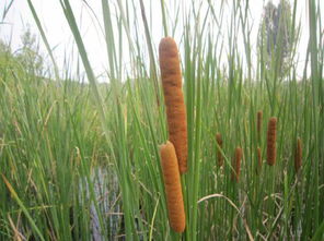 冬季耐寒水生植物的种植
