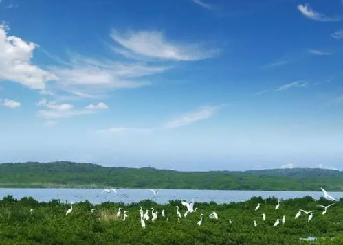 红树林：耐盐碱的海洋森林