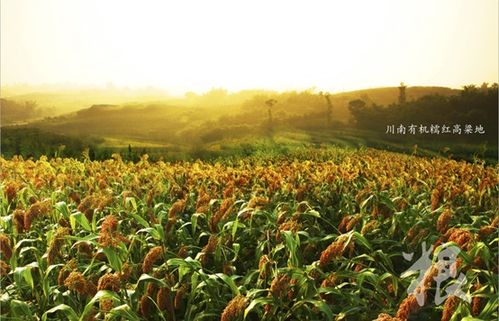 五、 土壤封闭，效果geng佳