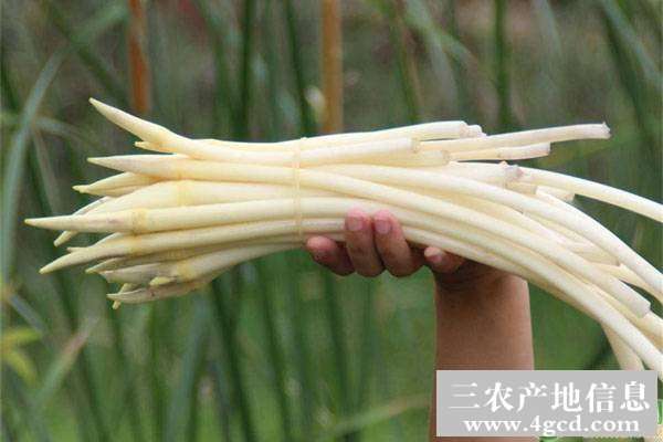 莲花藕种植养护全攻略中，如何根据不同品种选择合适的种植方法