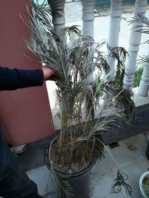 养护小贴士：让椰子茁壮成长