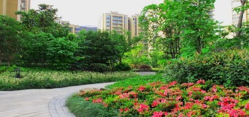 新疆爆款绿化树推荐，种出美丽家园！