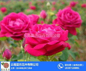 存活率对比实验