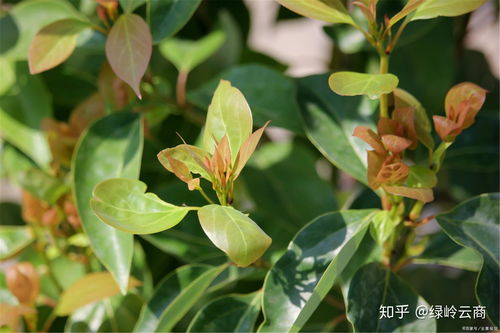 保护树干及树杈