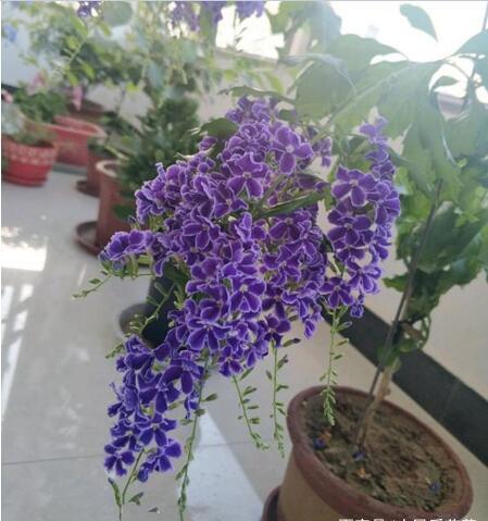 金露花养殖全攻略中，如何打造美丽清新的花园