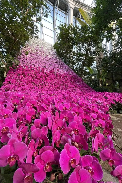 冬季室内赏花指南