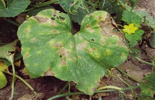 喷洒果树的Zui佳时间