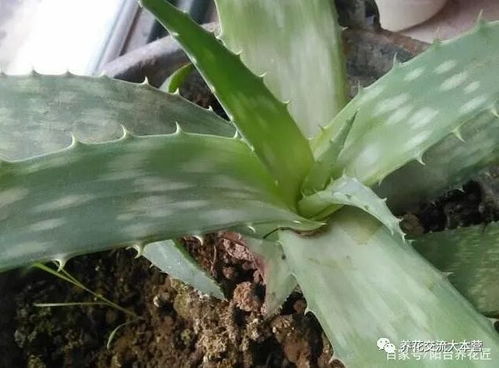 情人泪怎么养才能爆盆？新手也能养出瀑布效果