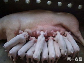 母猪肢蹄问题频发，如何有效预防