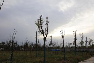 云南风景树的种植指南