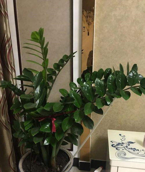 金钱树种植初期需要每天浇水吗？