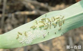 咋用这个吡虫啉？有没有啥讲究？