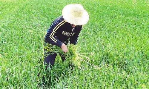 草甘膦：利与弊