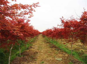 红枫树苗的价格，你了解多少？