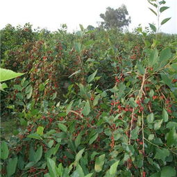 特效药靓果安来帮忙