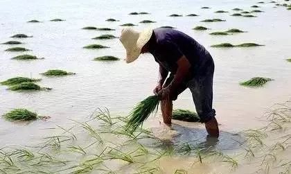 撒施肥料，得等一等