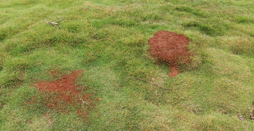 如何节省补种费，让草坪焕然一新？