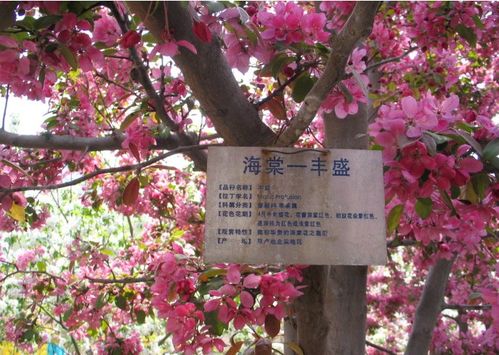 海棠花树苗的价格探索