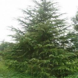 油松树价格揭秘