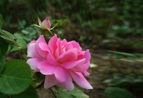 月季花开，夏日炎炎，如何养护才嫩秋日爆花？