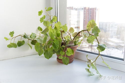 四季海棠怎么修剪？有哪些修剪技巧和注意事项