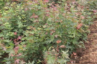 网购平台：方便快捷， 选择丰富