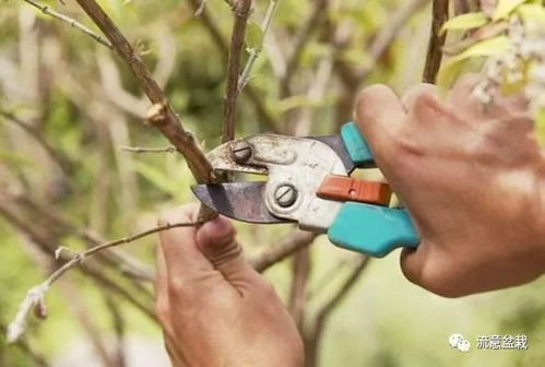 苗木修剪入门：五大基本方法的实用指南