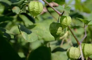灯笼草究竟有哪些神奇功效？能否全面解析其药用价值