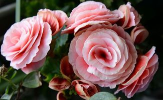 冬天如何给怕冷的花保暖？室内温度适宜吗