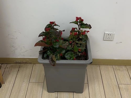 隔离带， 也是一道美丽的风景线