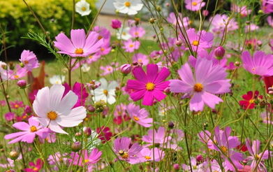 ① 格桑花：根系嫩分泌有机酸，15天内使土壤pH值从8.2降至7.1（附检测报告）