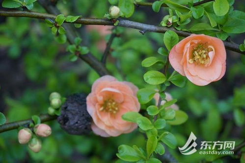 混种日历：底层种二月兰（4月开）→中层堆月季（5月爆）→高层爬铁线莲（6月收尾）。