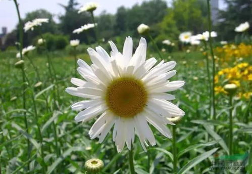 外形差异大不大