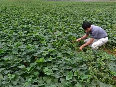 红薯地里的那些虫儿们